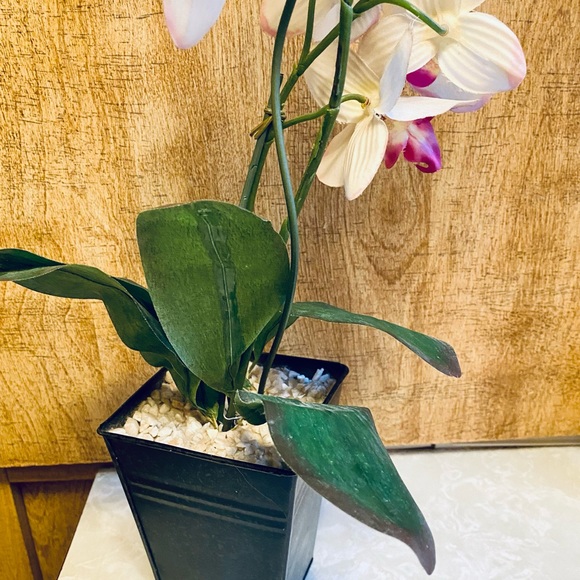 Orchidae Astralgus Silk Faux Orchid Standing Plant With Leaves & Bronze Pot - Picture 5 of 8